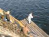 gokstadholmen20044_small.jpg