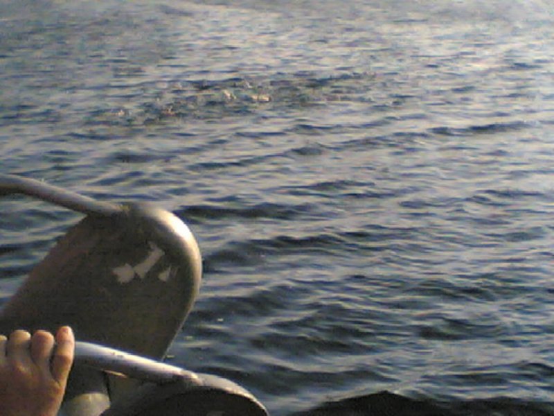 gokstadholmenfiskivannet200418.jpg